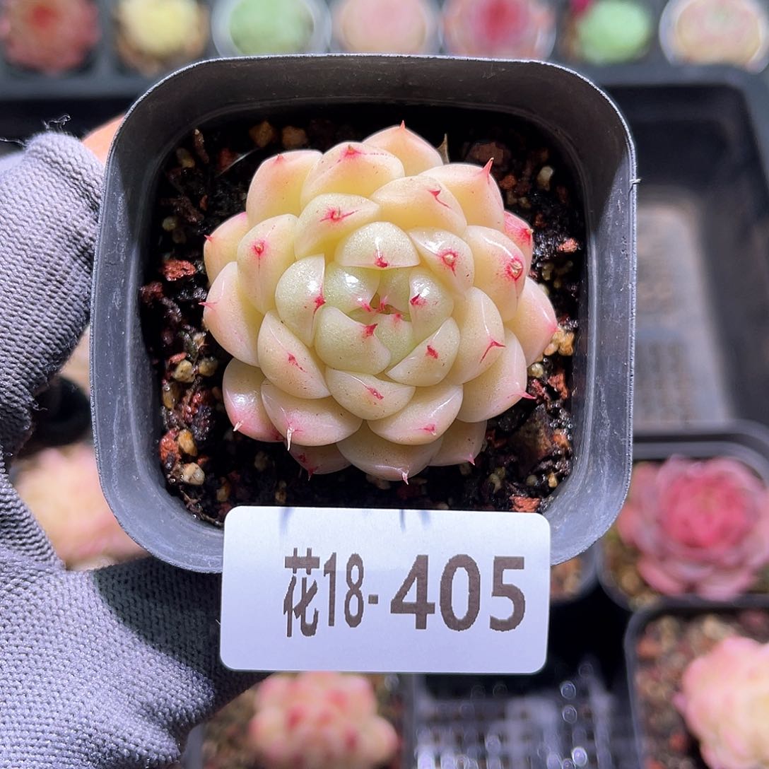 花18-405海王单头