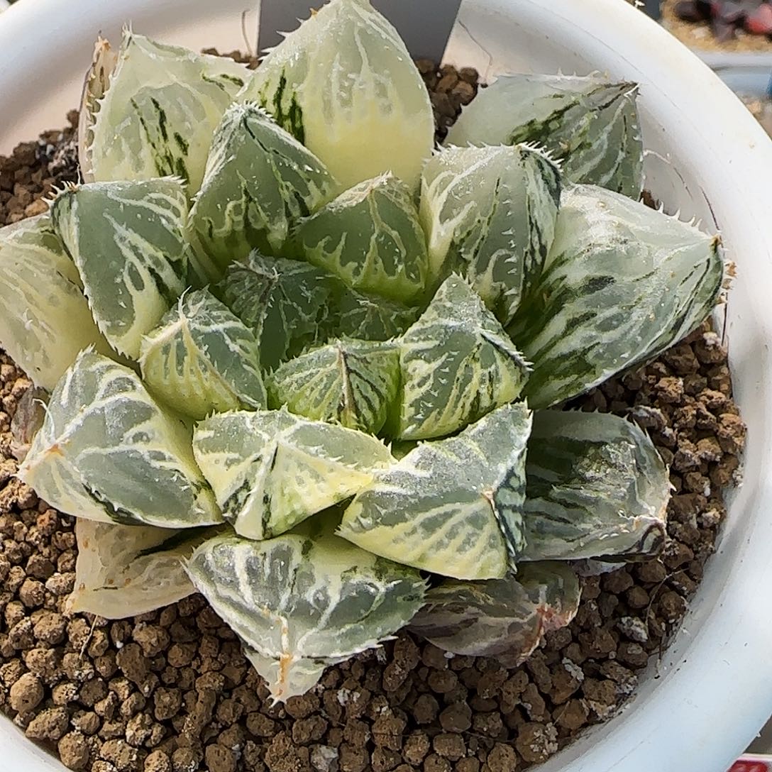 306号大叶楼兰锦6.5左右一物一拍带盆土