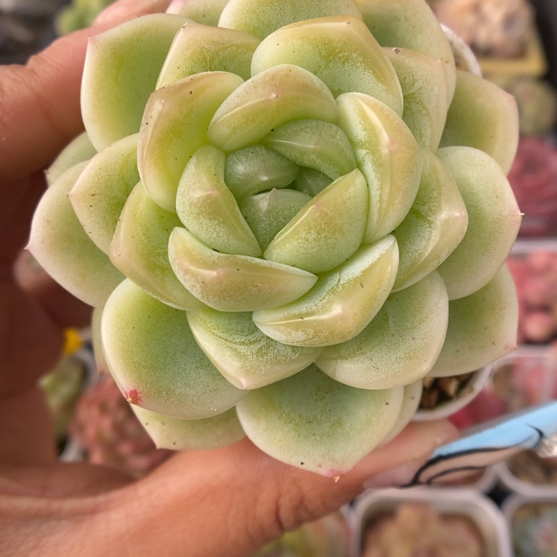 x1珍妮可拍5592号