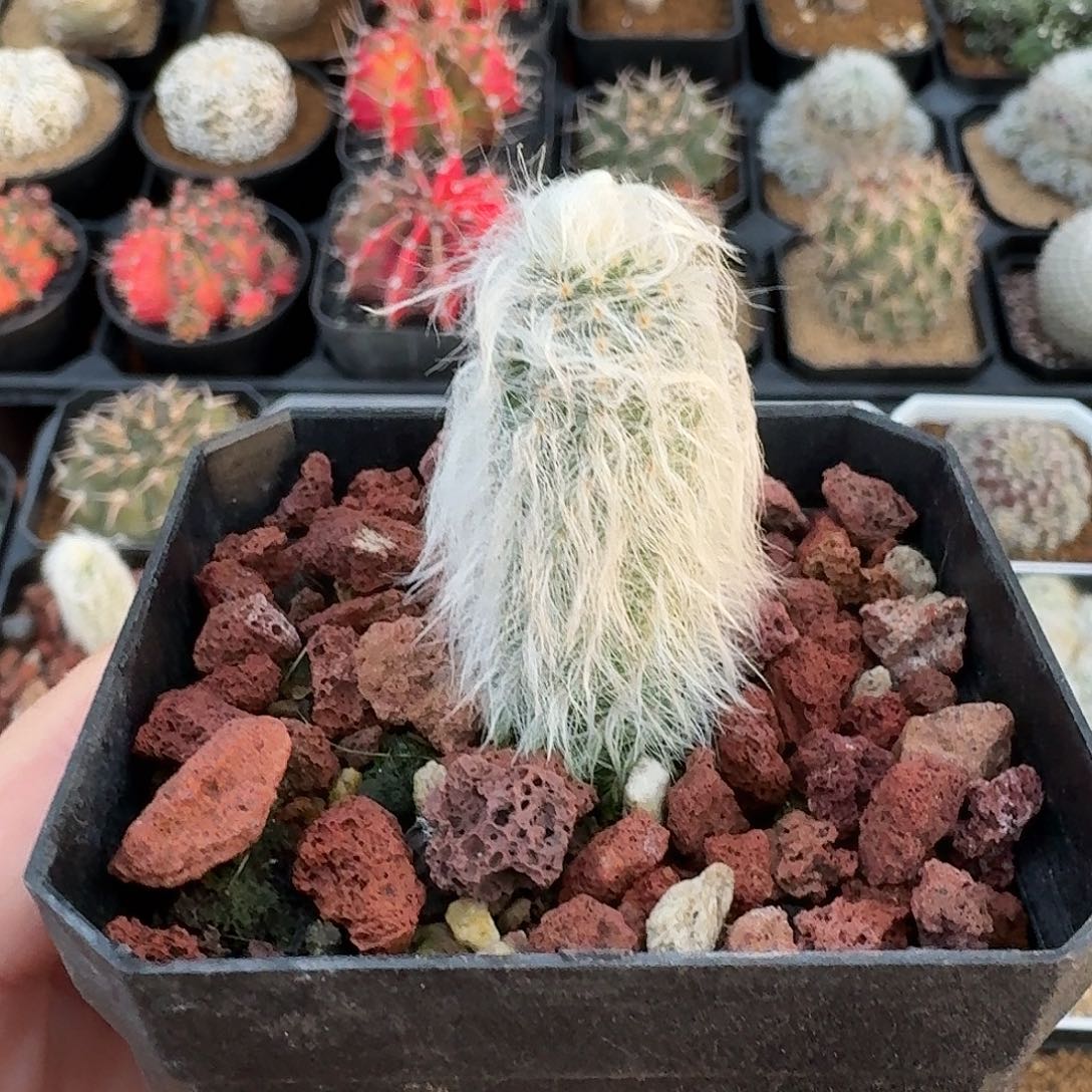 白毛虾仙人球12345