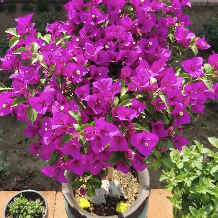 三角梅（安格斯）云南紫原盆原土带花带保温棉发货