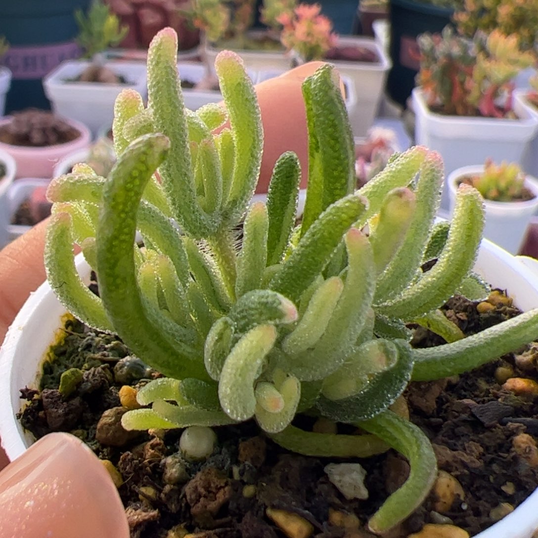 多肉植物枝干荧光兔白锦拉丝