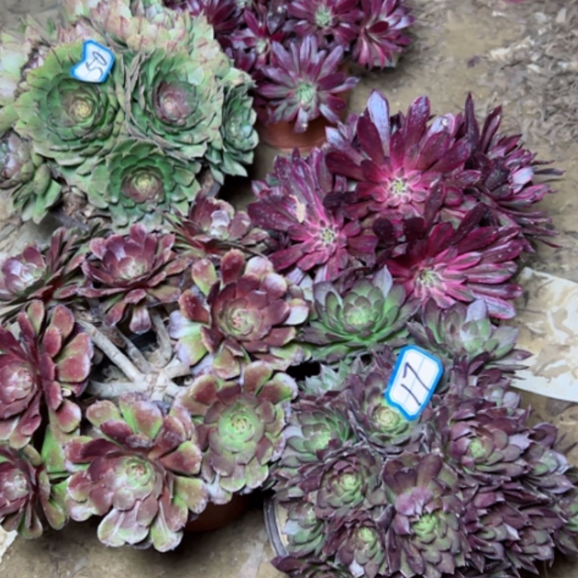 【闪购商品】多肉植物处理不售后17