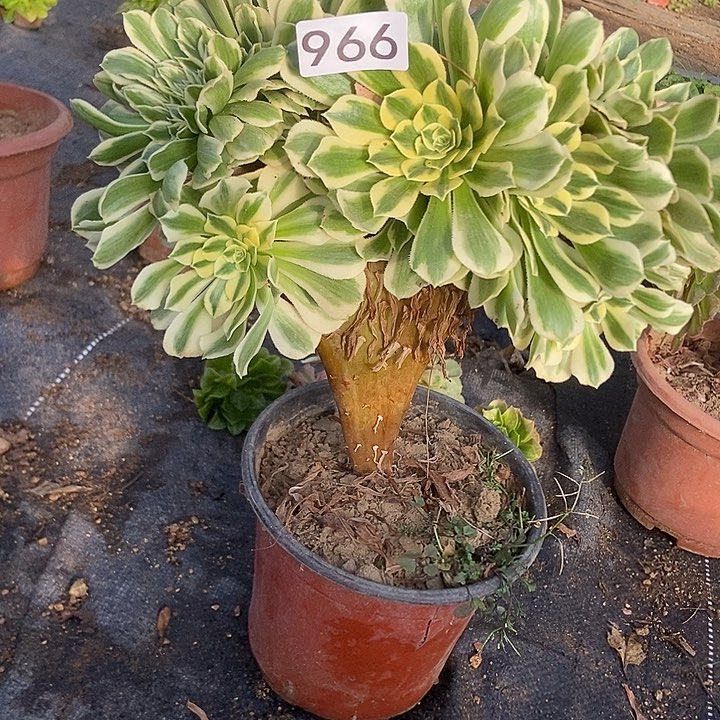 966迈巴赫老庄缀化老板子