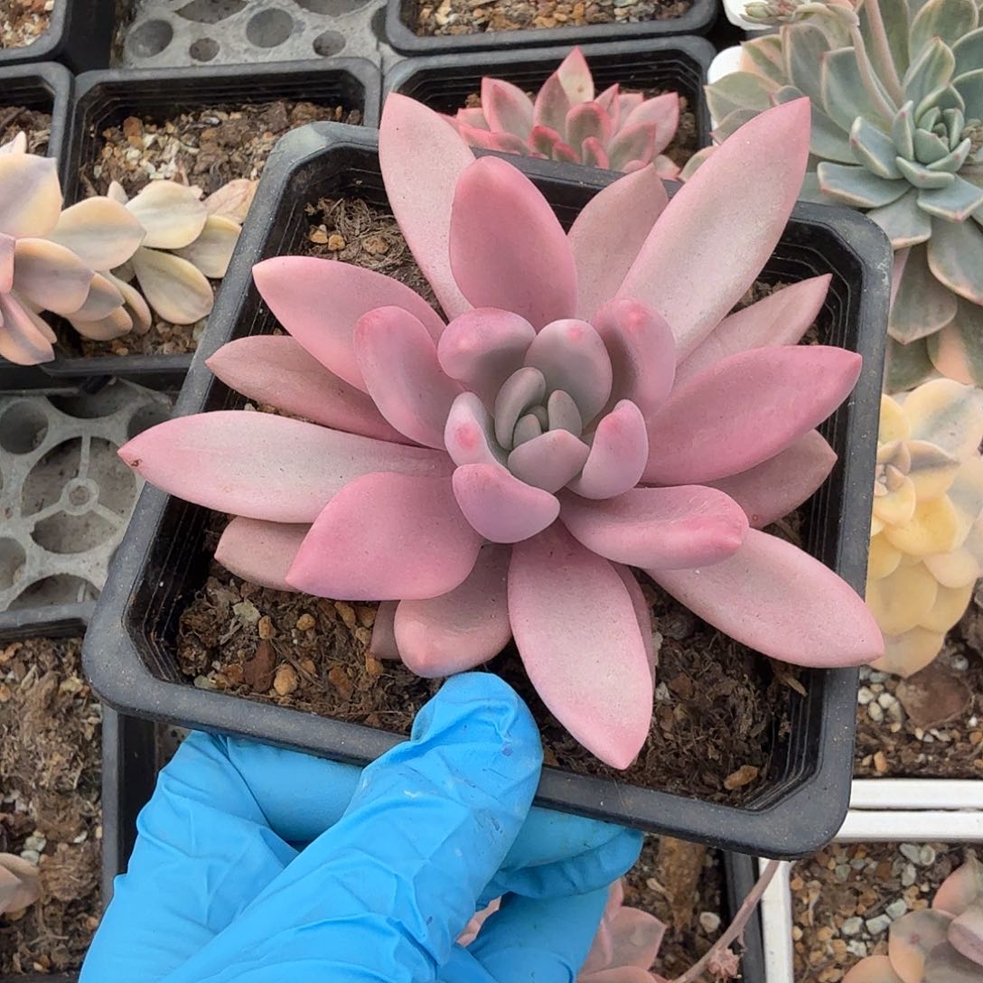 桃花源锦，覆轮锦