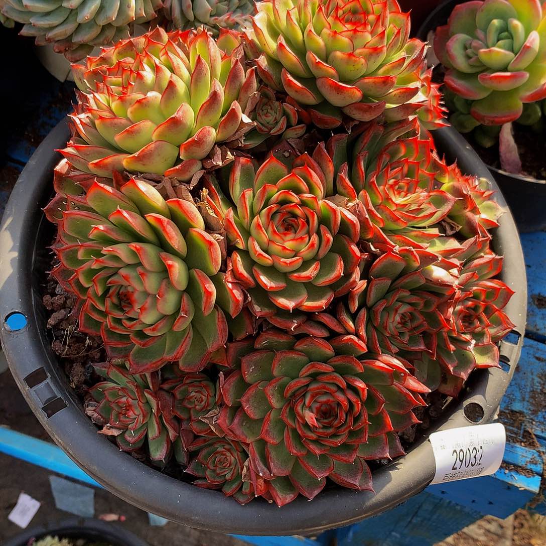 云***）萤火虫29032吨肉多肉