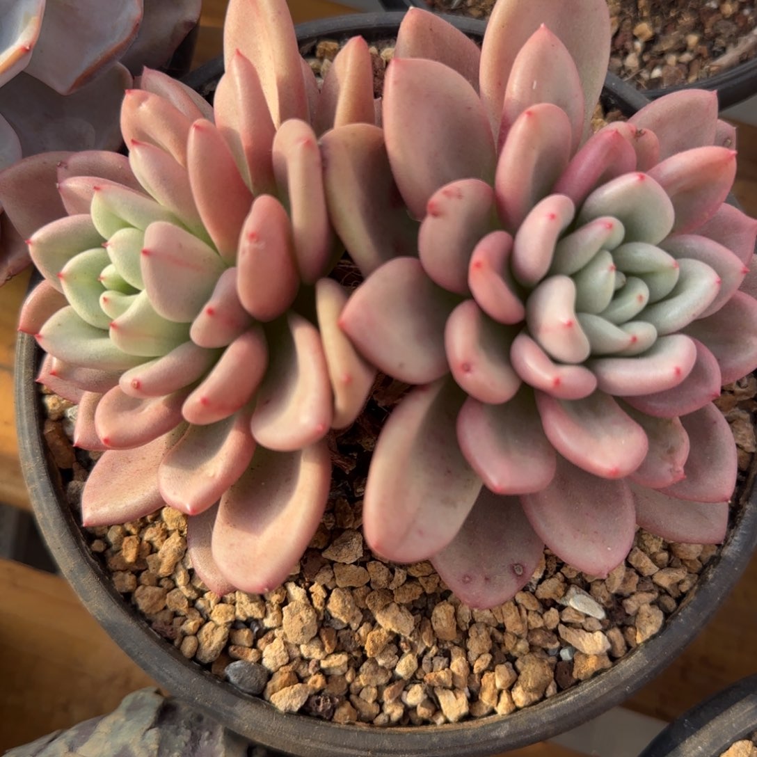 多肉植物一物一拍