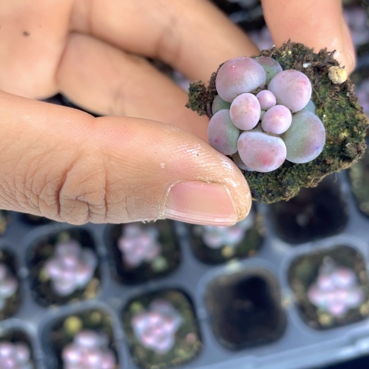 小汤圆随机发满18包邮发3颗5元5颗