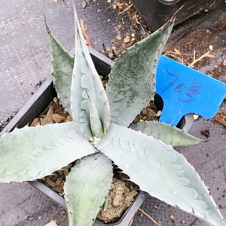 【闪购商品】无花朵龙舌兰虚空杂交