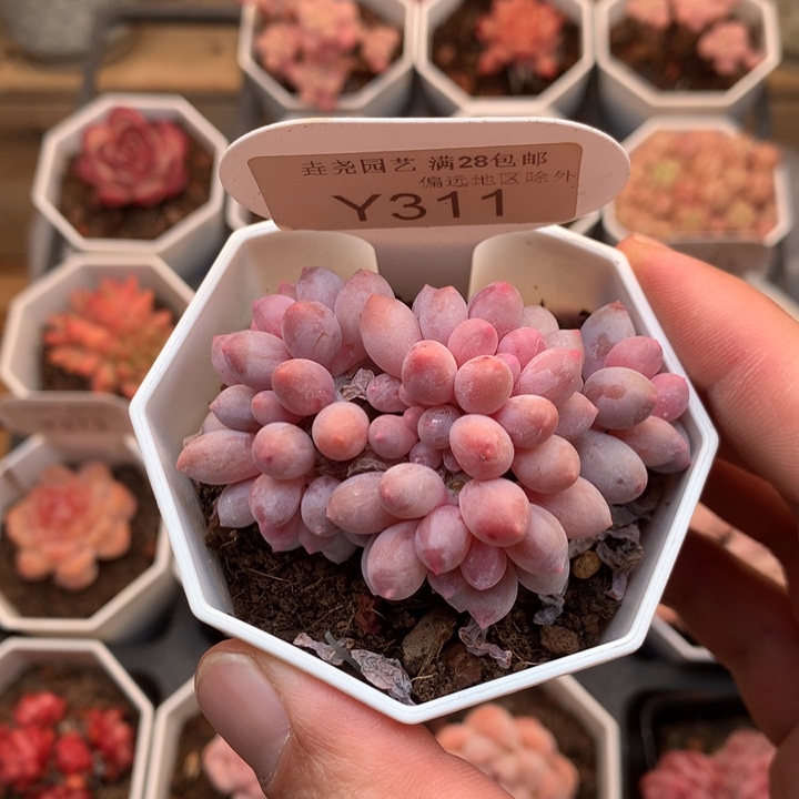 0311 婴儿手指 6cm