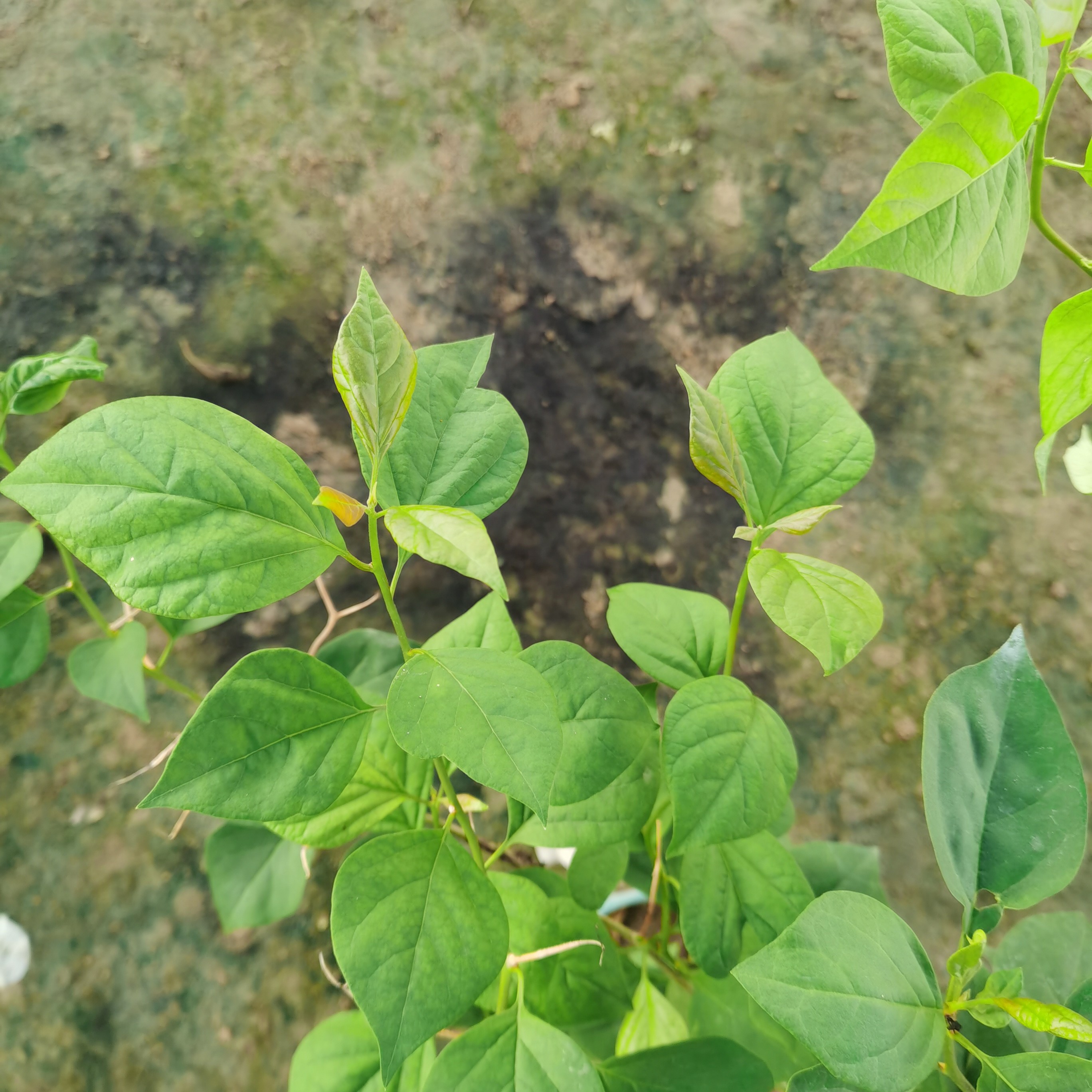 嫁带土番茄盆栽适合庭院四季种植爬藤绿植原生橙口红