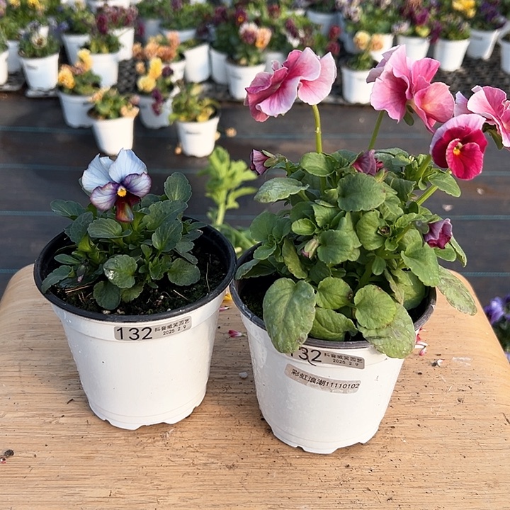 水晶抖音直播闪拍132