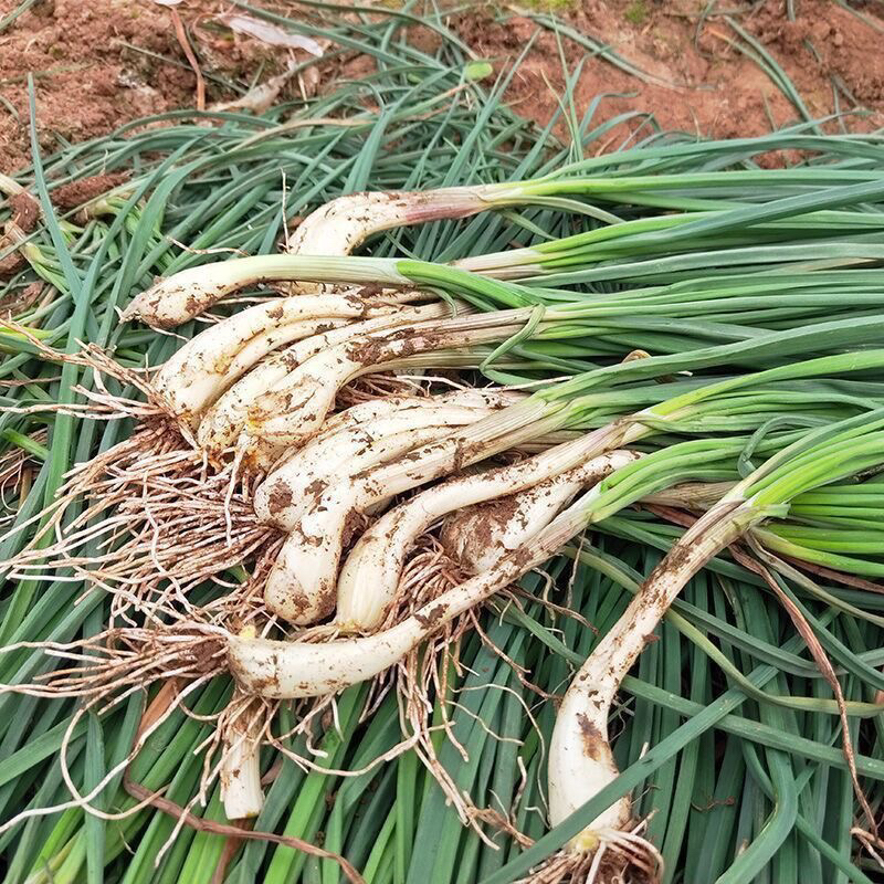 湖南本地新鲜藠头带叶农家自种茭头藠头荞头茭白可老农村当季蔬菜