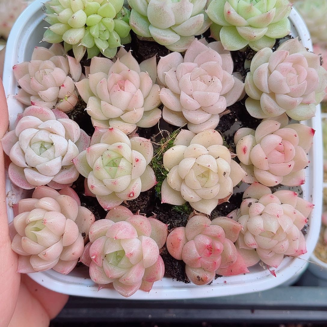 1-921 新疆西藏内蒙不发12.8包邮2-3公分多肉