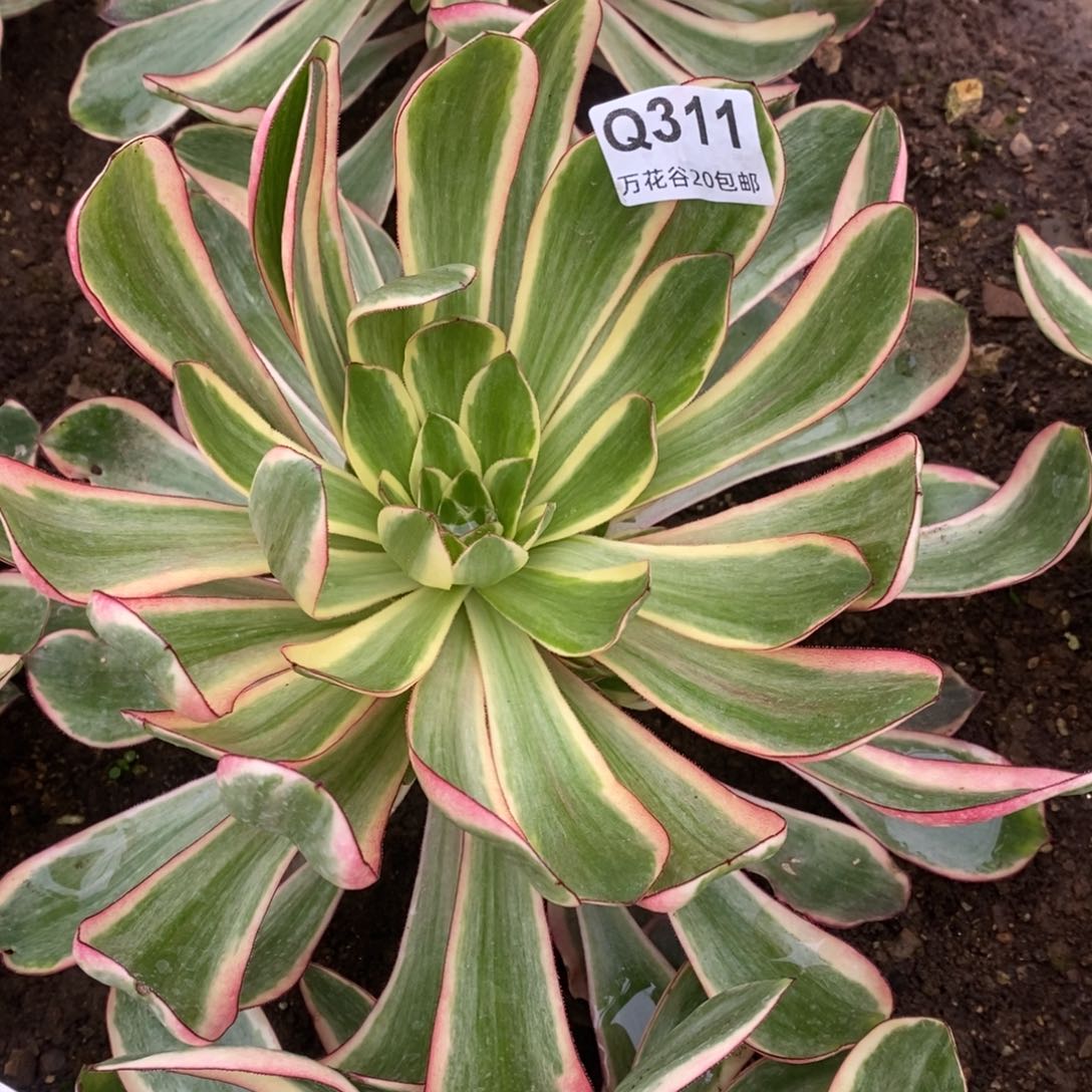 311红魔女多肉植物