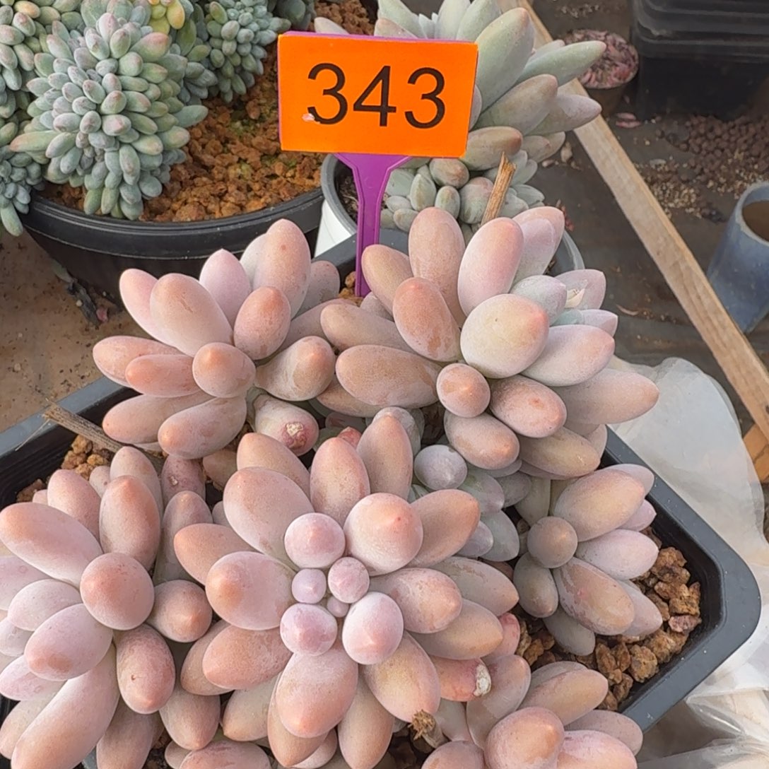 小***儿多肉植物汤圆群生343