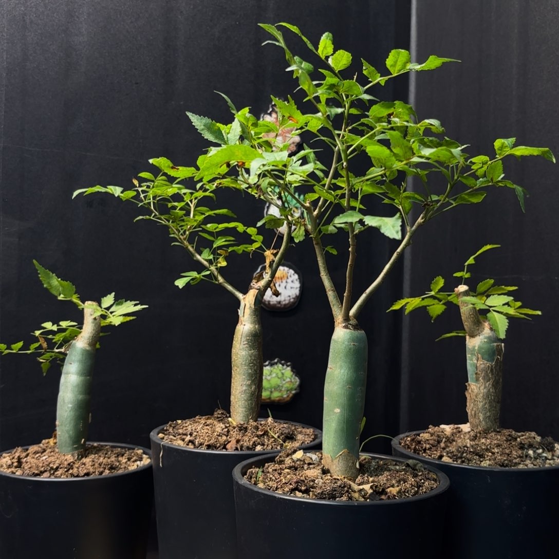 芳香裂榄带盆土任挑