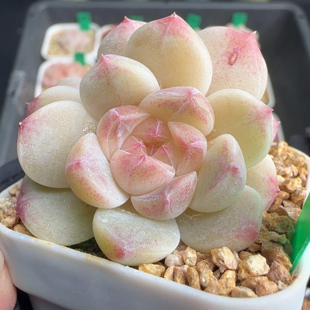 多肉223   糖心    5厘米盆