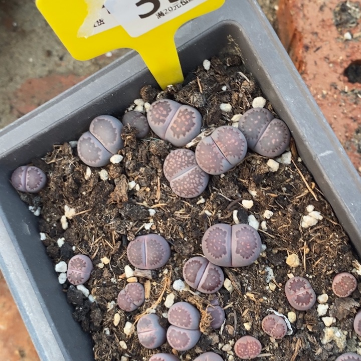 ****️生石花的季节到啦331