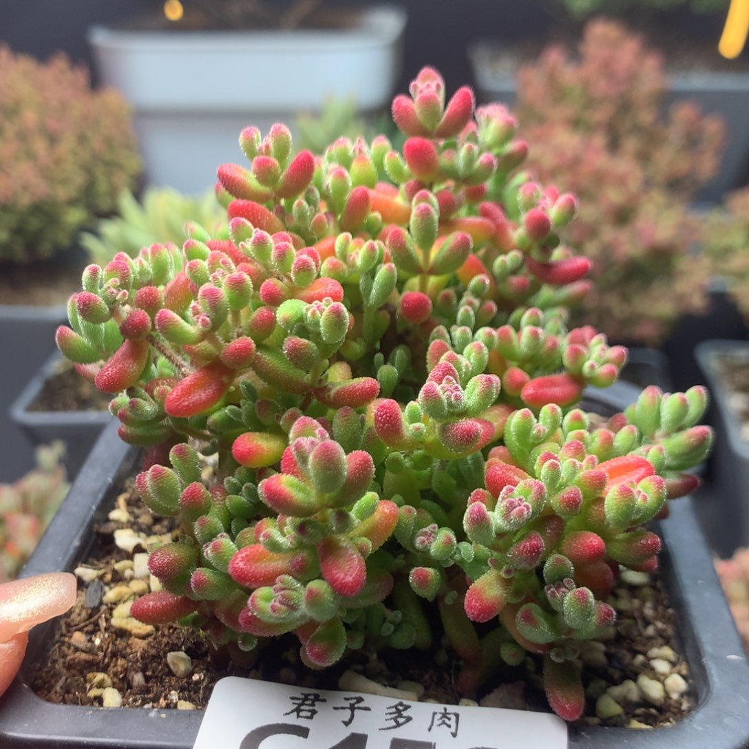 c456红宝石枝干番杏