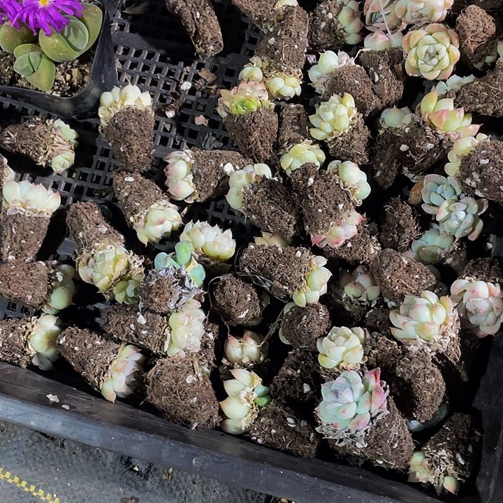 ?****゜29号筐带盆土发