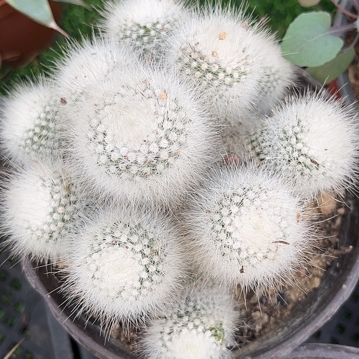 白小丁大群zzzzzzz