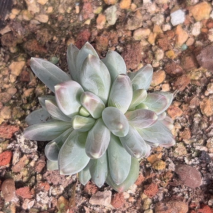 4头雪戴莉美人特价一物一拍