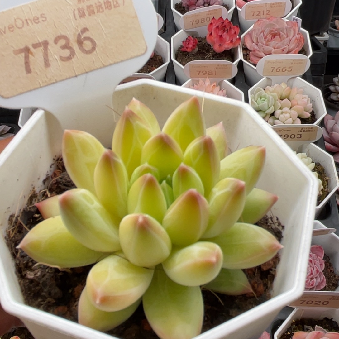 甲骨文7736-6.0厘米