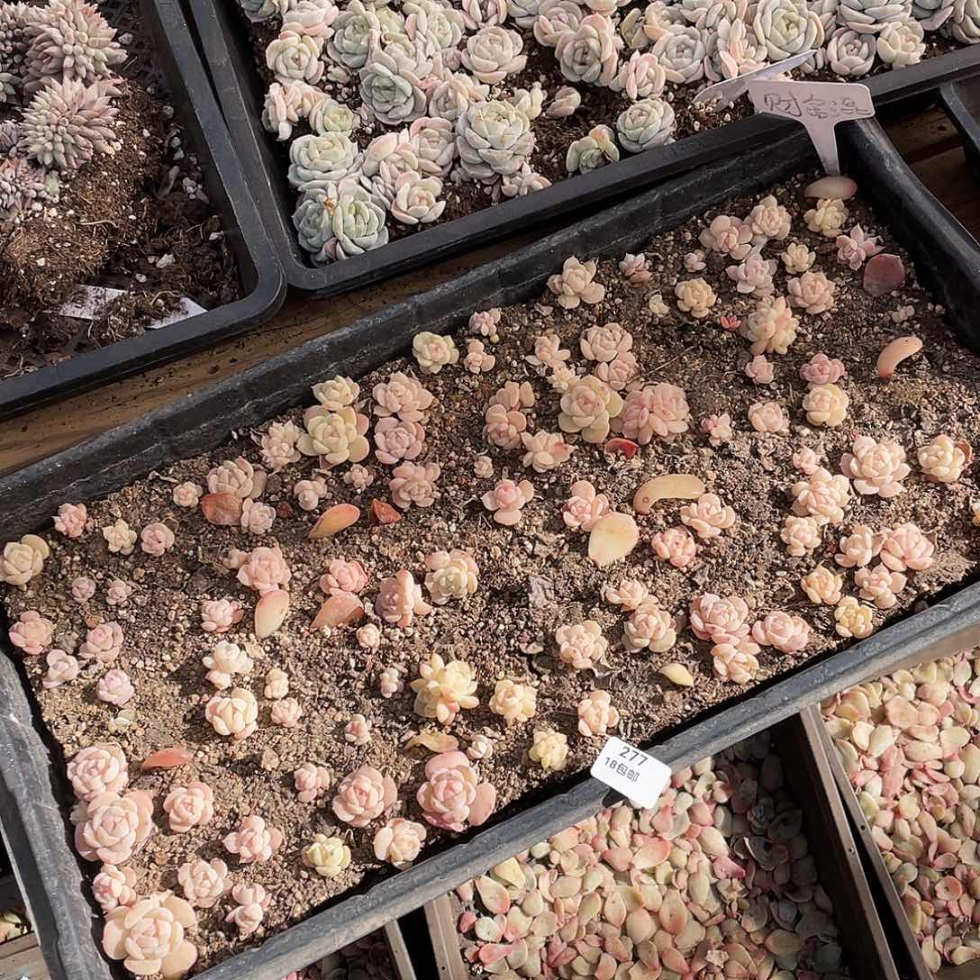 南***•277。 定。                 