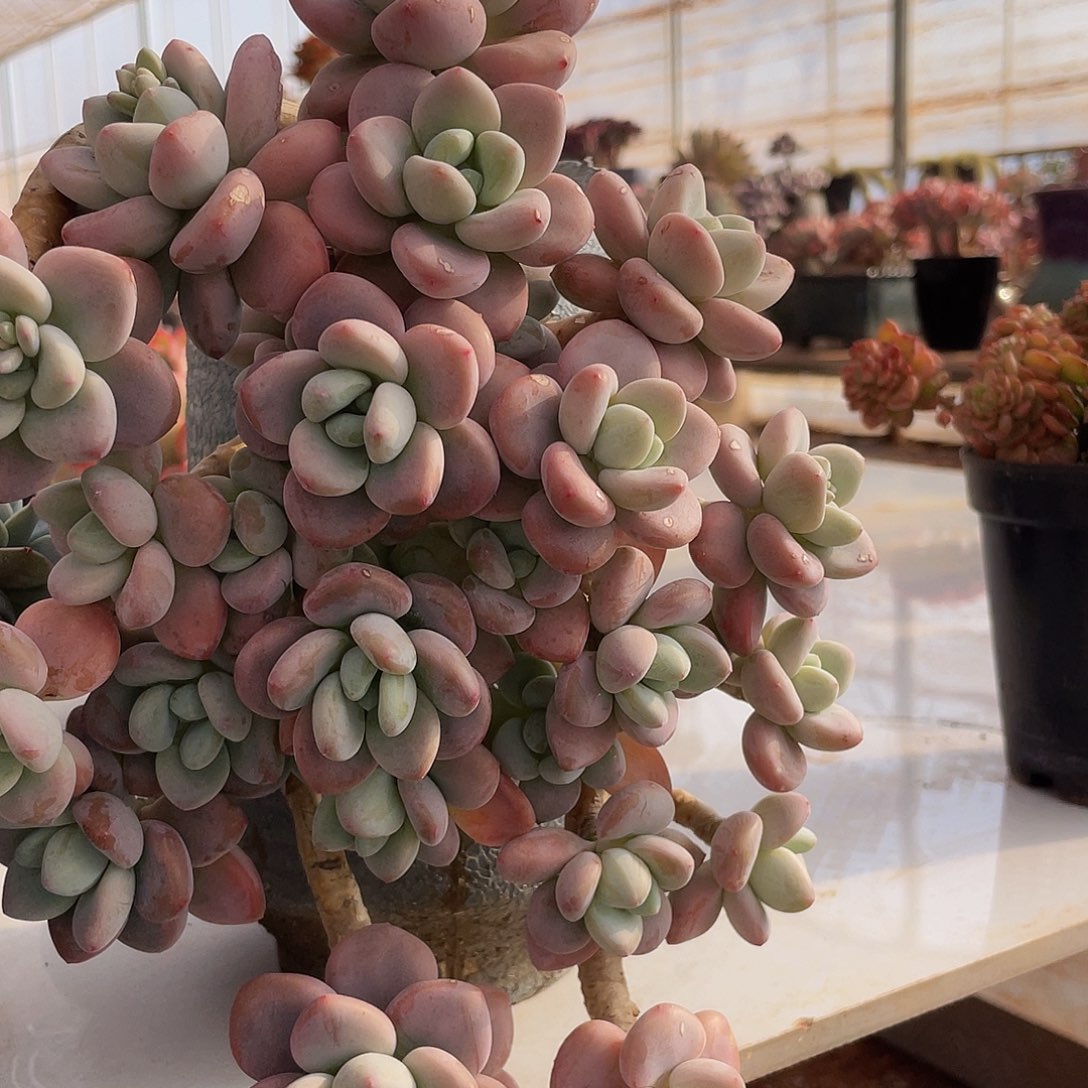 红洛神多肉多肉多肉