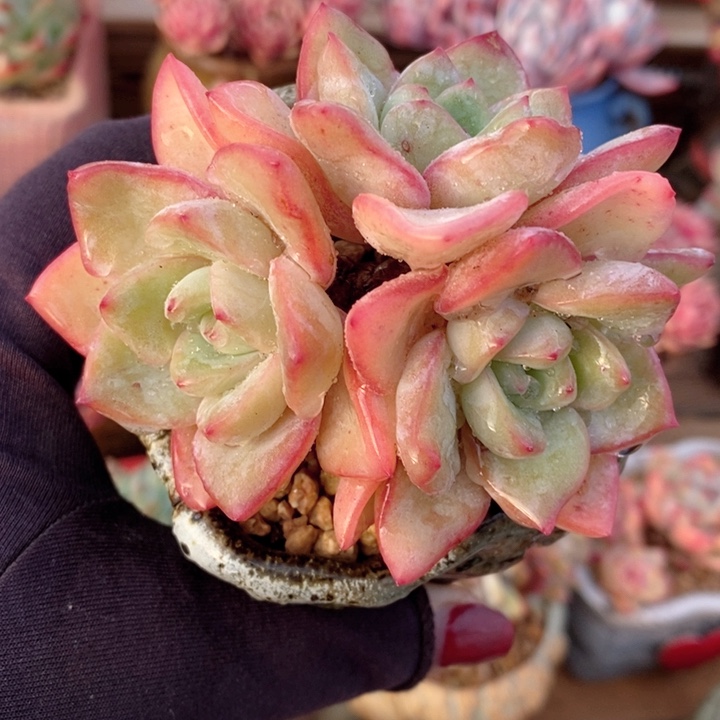 泡芙 h h j p 1122