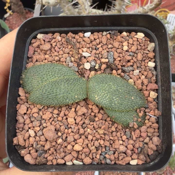 大叶刺叶灯台百合（满28包邮）