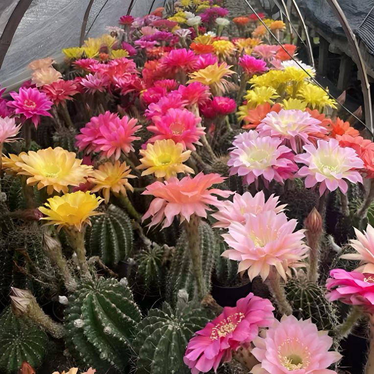 一物一拍仙人球掰花脱土