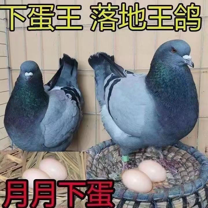 岁鸽子活体一对落地王鸽子纯种大体活体生鲜肉鸽信鸽青年鸽