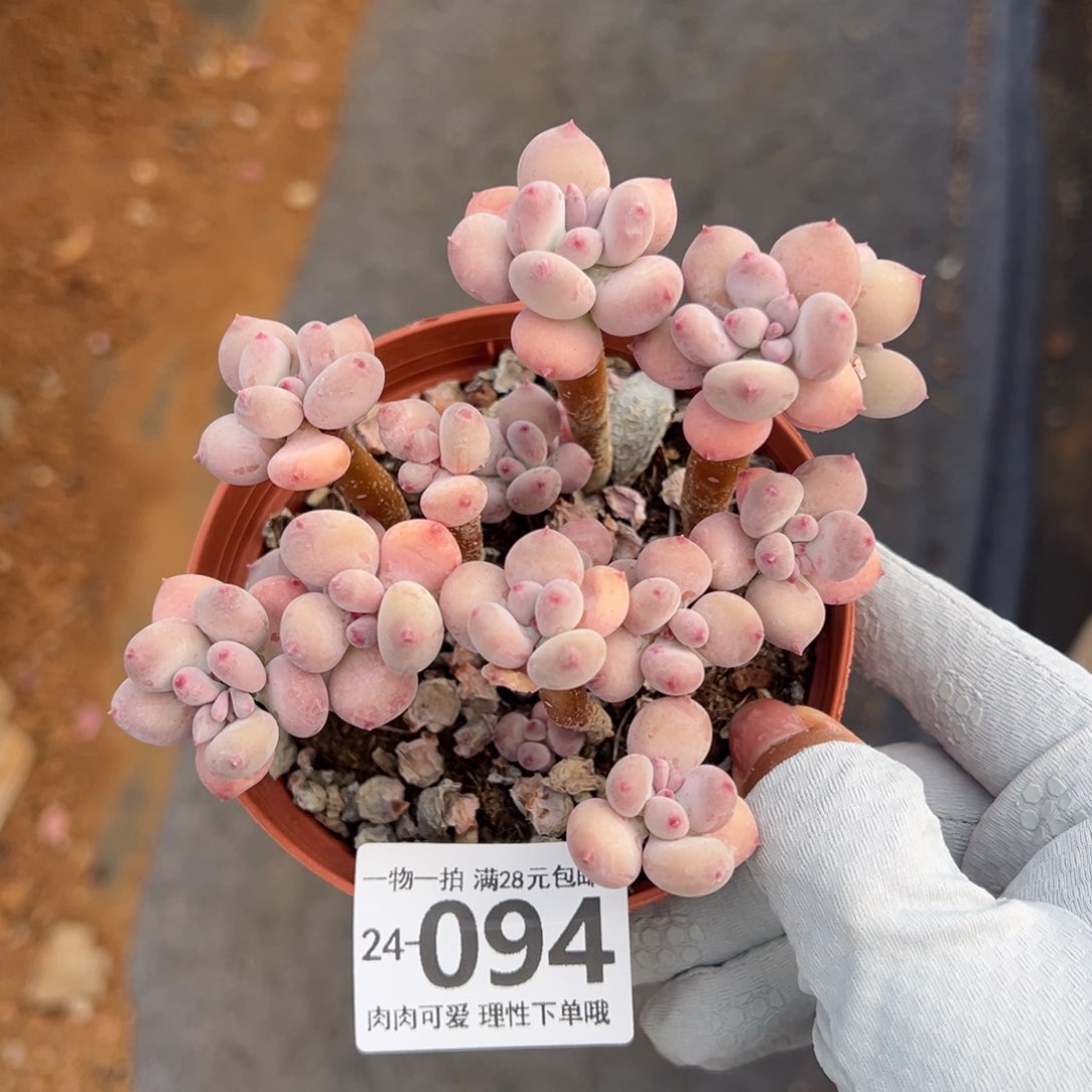 苹果奶不包整多肉多肉多肉多肉