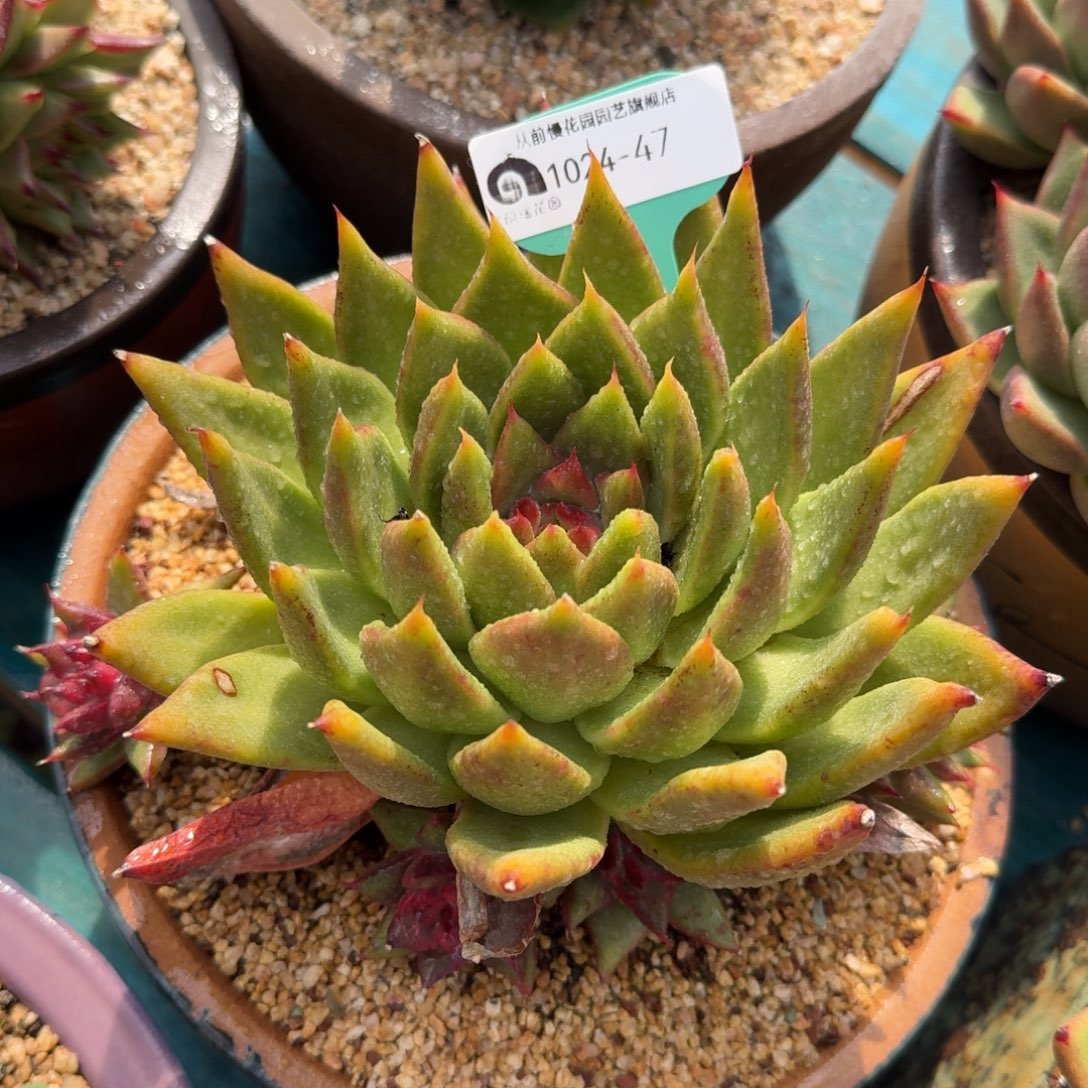 从前慢多肉精选编号1024.47