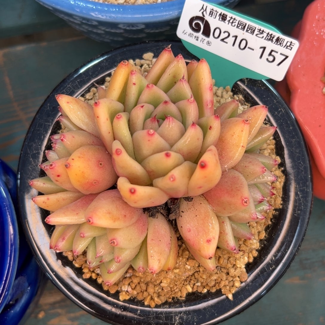 多肉一物一拍0210-157