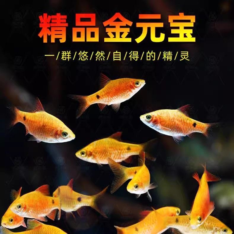 招财小金鱼耐活好养金元宝鱼冷水耐寒无需打氧观赏鱼玫瑰鲫鱼小鱼