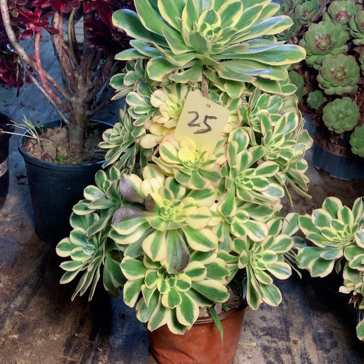 婉25保时捷多肉一物一拍～