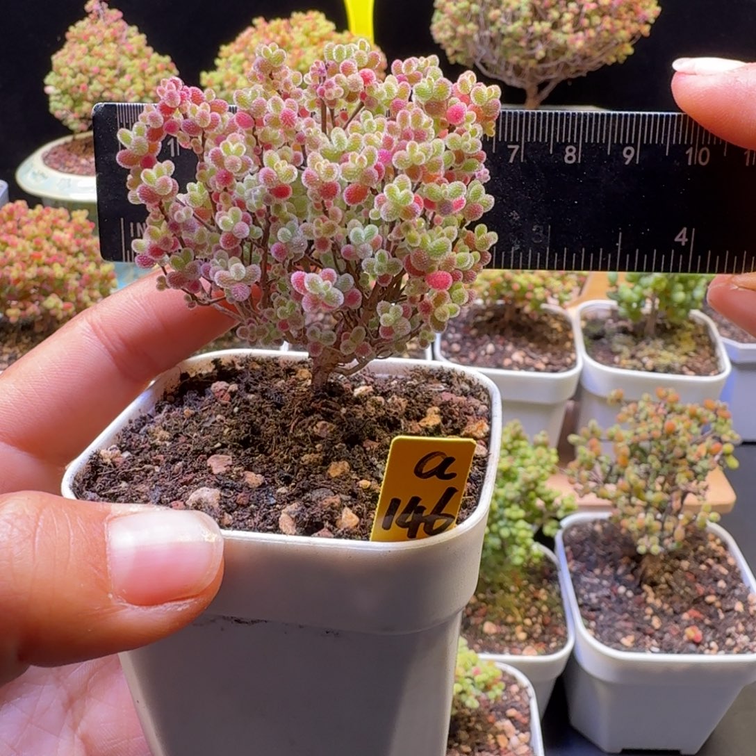 西***。a146号橘子糖冠服6厘米左右