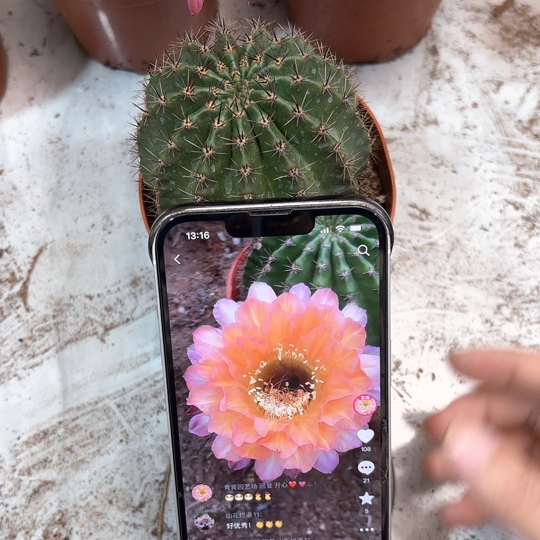 彩草12号7公分左右