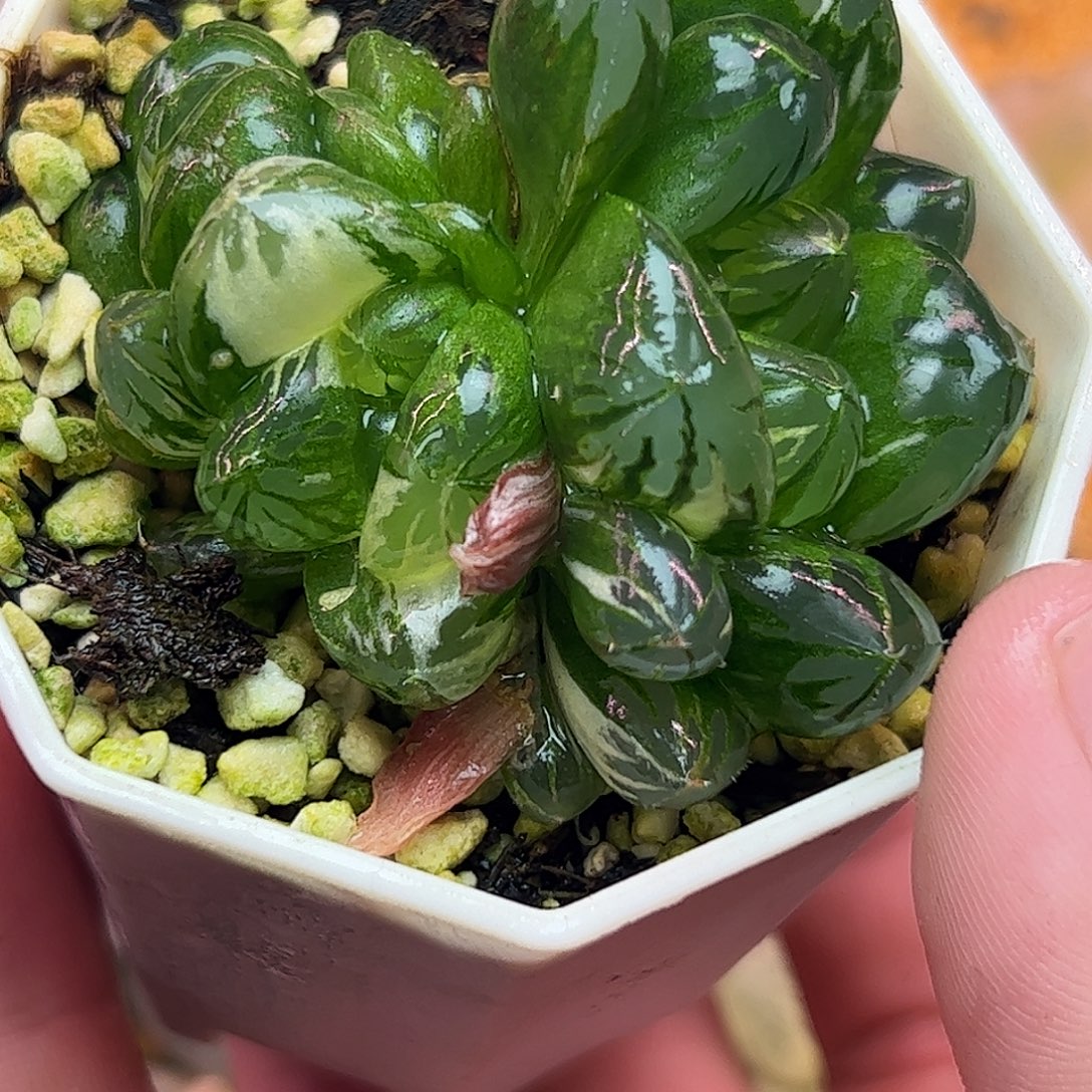 水晶灯锦十二卷群生