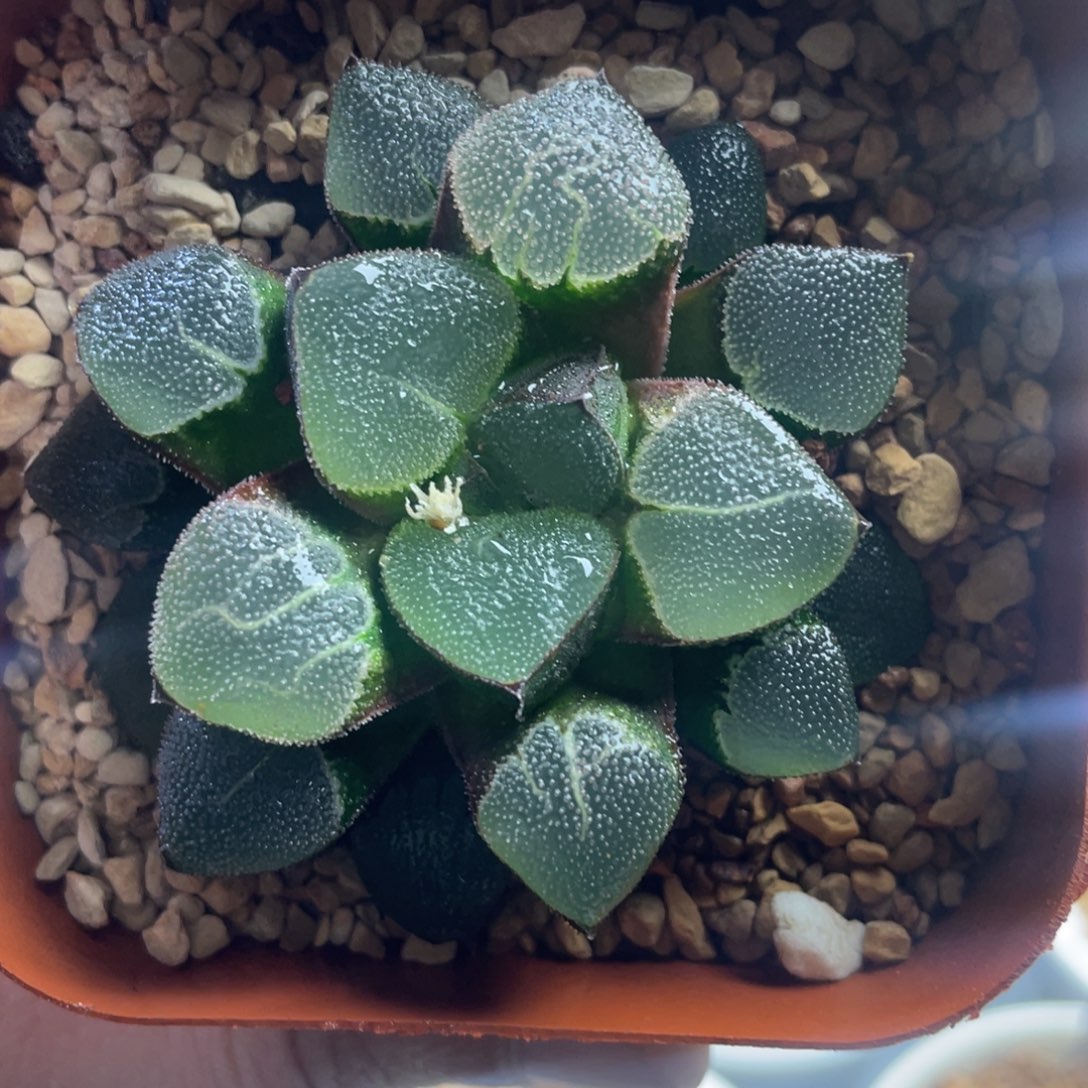 18.十二卷多肉翠贝寿。    