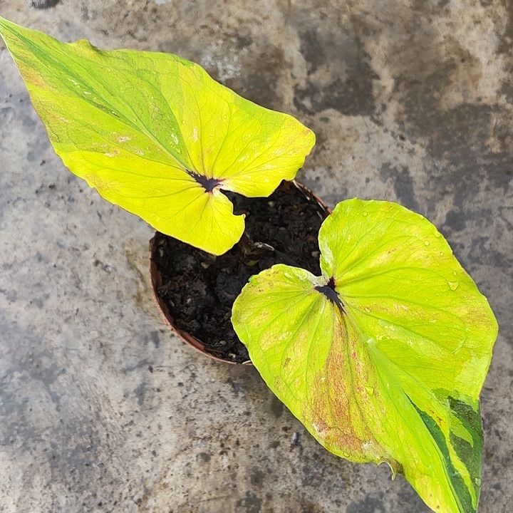 8-0102月神广东现货