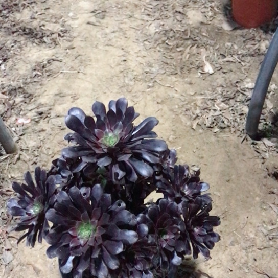 黑铜法师多肉植物27
