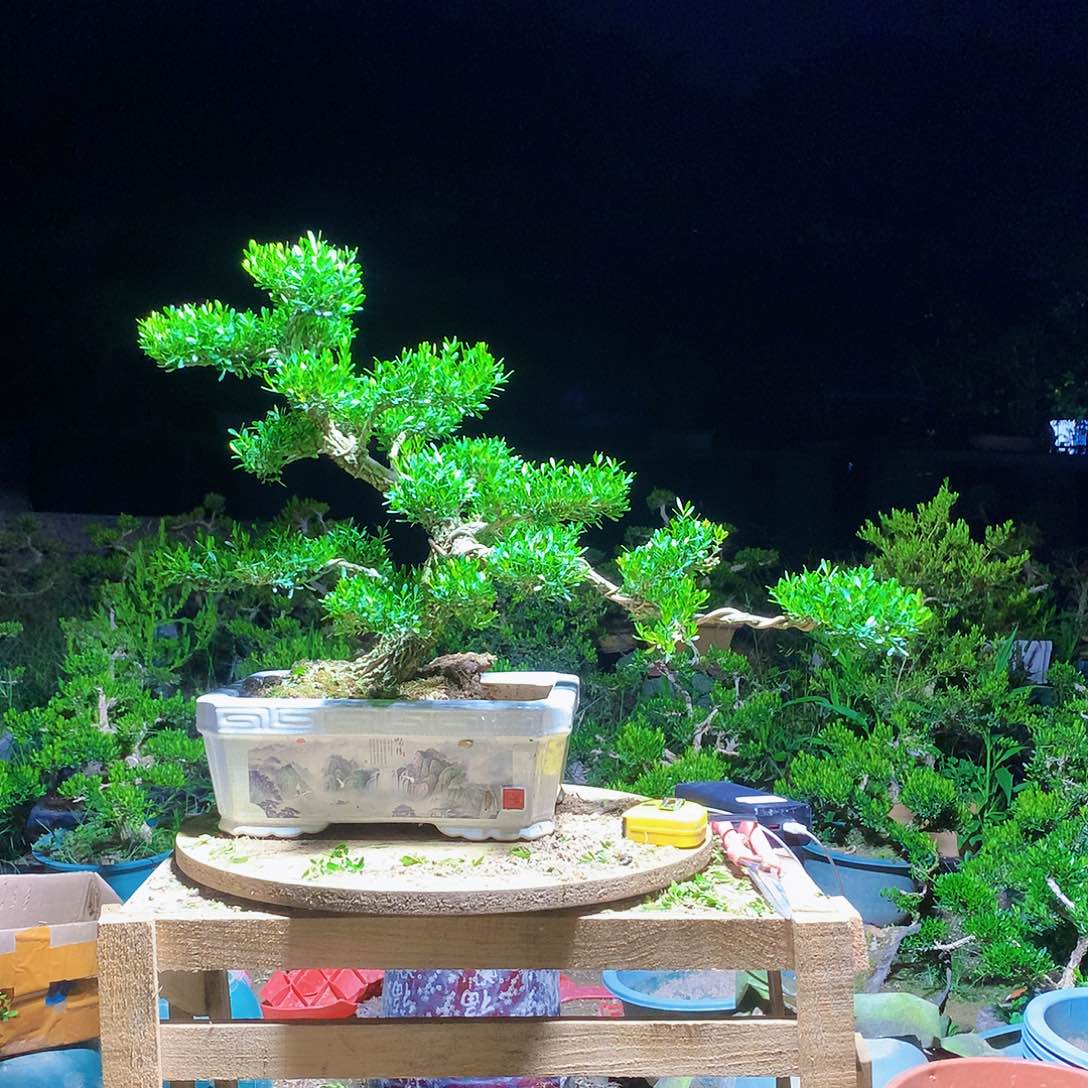 l****t黄杨盆景一物一拍