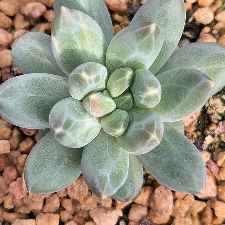 美人特价一物一拍特价