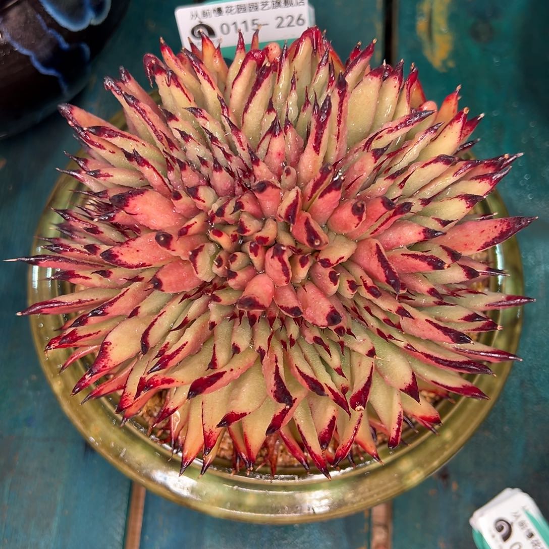 从前慢多肉精选编号0115.226