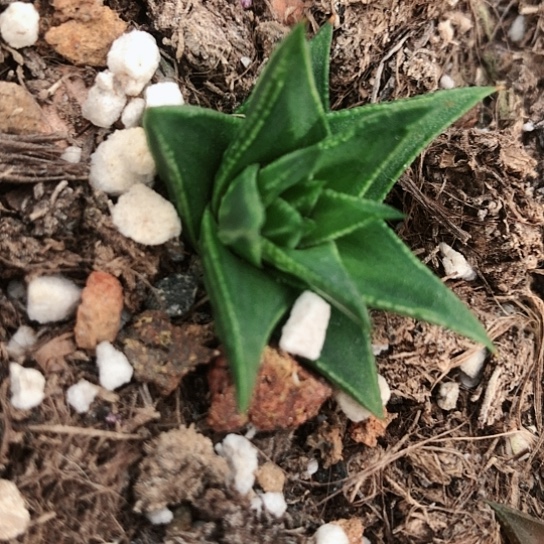 燕子塔松塔掌硬叶114