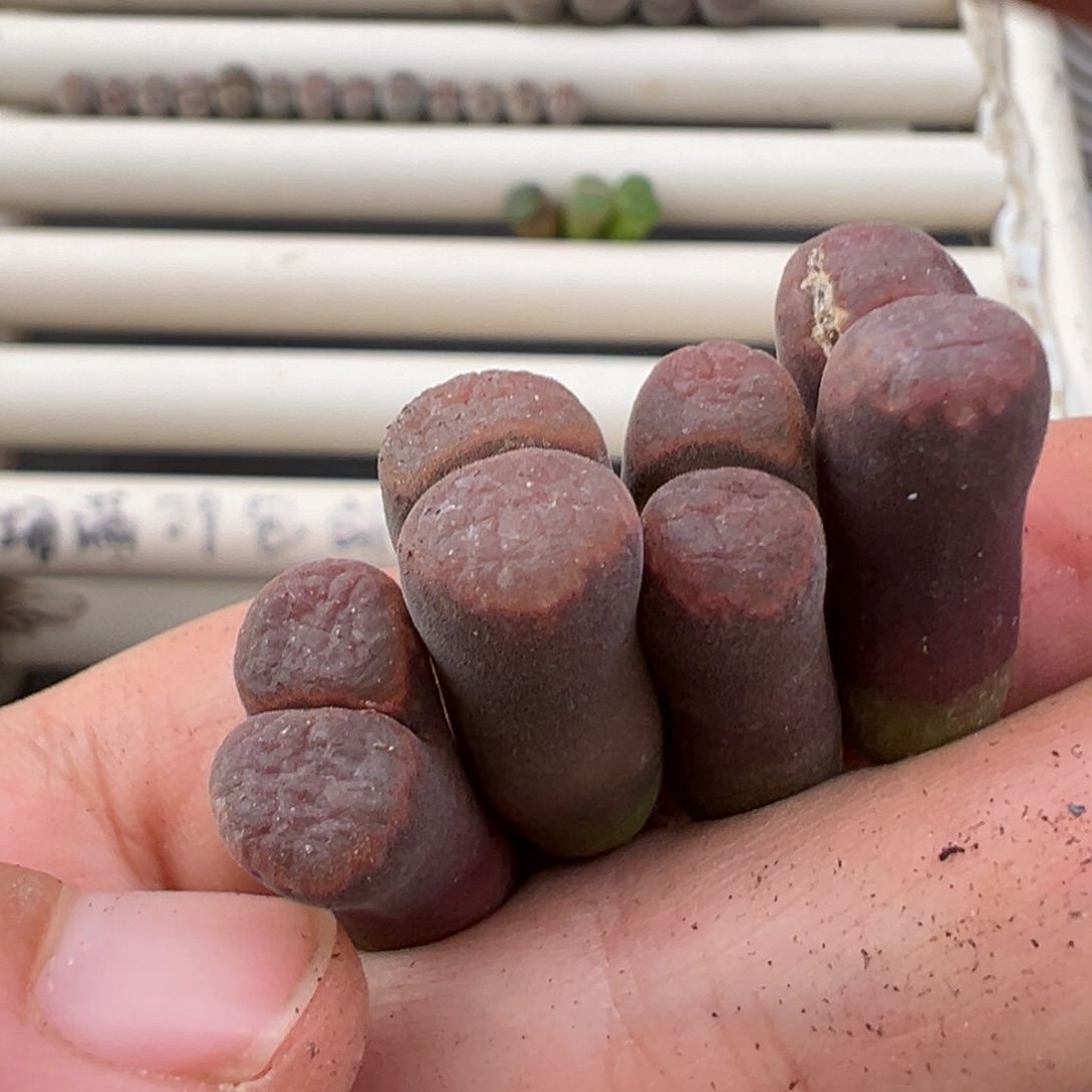 12.23好看的多肉脱土发货605